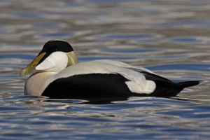 Eider male Seahouses  Feb 2010 - C Barlow