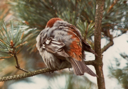 Pine-Grosbeak-1975-Bird-Notes-NTBC