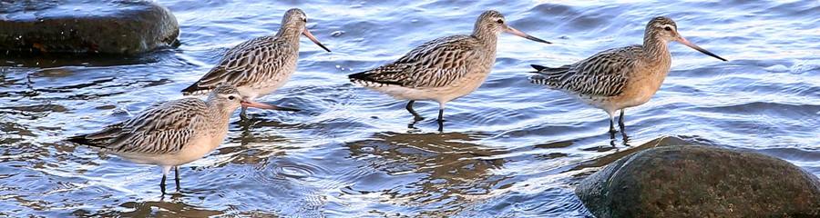 Bar tailed Godwits by Adriana Buskin