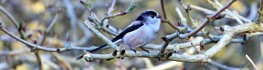 Long tailed Tit by Adriana Buskin