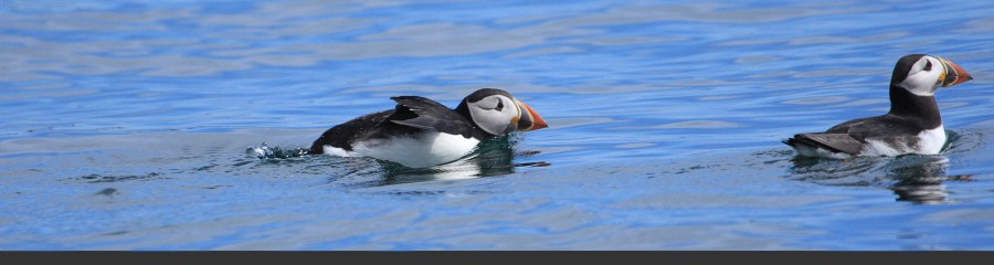 Puffins by Alan Tilmouth