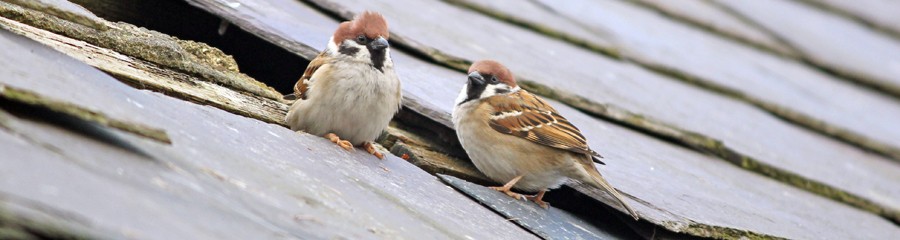 Tree Sparrows by Jonathan Farooqi