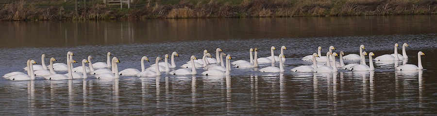 Whooper Swans by Chris Barlow