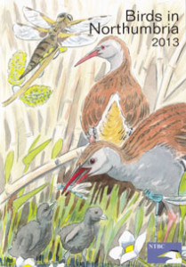 BiN-2013-coverb
