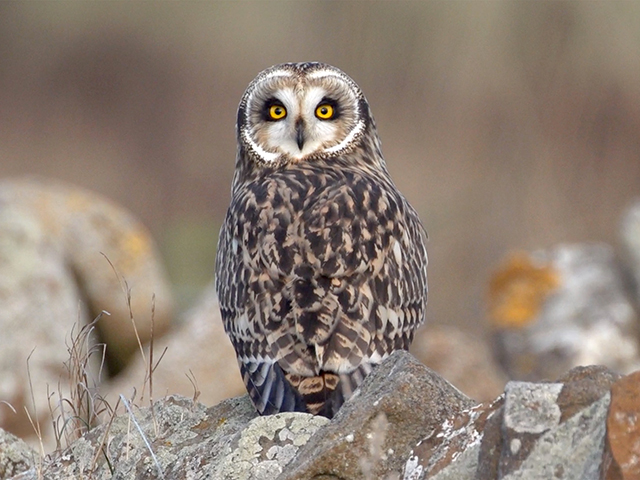 short-eared-owl-bohi-2016