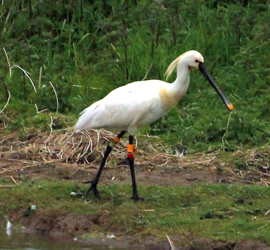 Spoonbill-AB