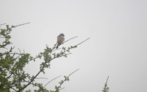Red-backed Shrike resize
