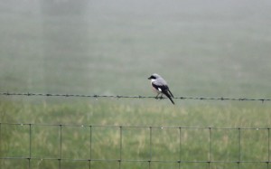 Lesser Grey Shrike resize 2