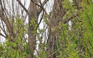 Icterine Warbler resize