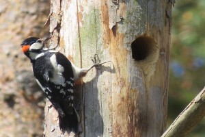 G S Woodpecker,Simonsides
