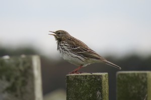 Meadow Pipit