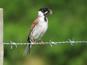Reed bunting ,ingram