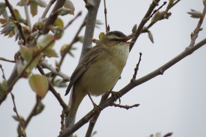 Sedge Warbler 2