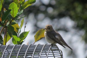 Spotted Flycatcher