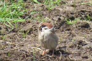 Tree Sparrow 2