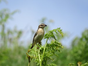 Whinchat