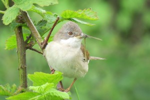 Whitethroat 2
