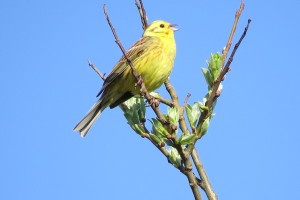 Yellowhammerholywell