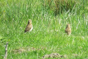 Young Skylarks