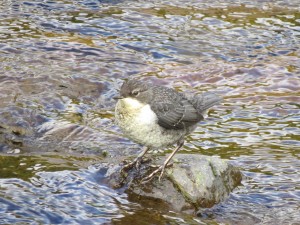 fledged dipper