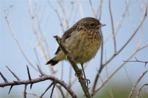 stonechat 093 (Small)