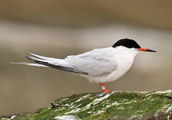 Roseate-Tern