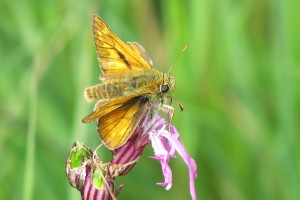 skipper
