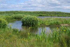 wetland
