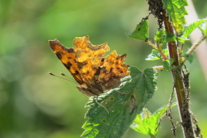 Comma