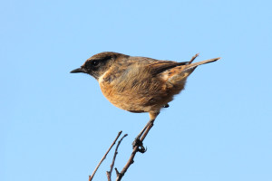 Stonechat-3-AJ-Seaton-Sluice-11-15
