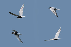 Black-Tern-1-4-PB-05-15-Whittle-Dene-b