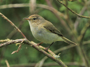 Chiffchaff-1-PB-05-15-Big-Waters-b