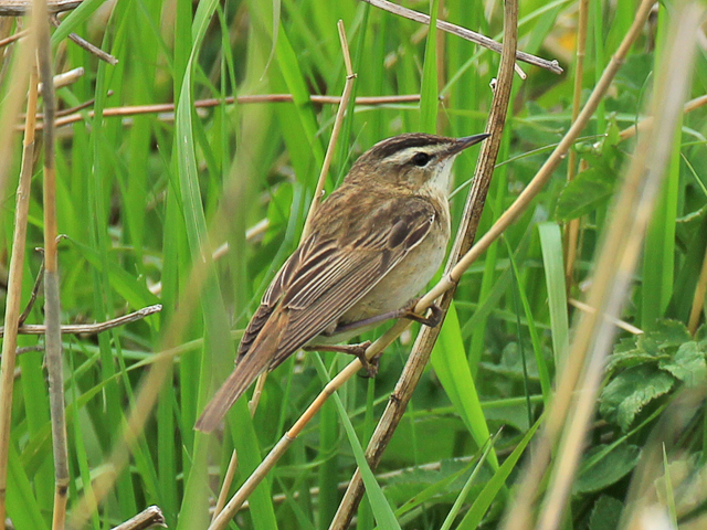 Sedge-Warbler-1-PB-05-15-East-Chevington