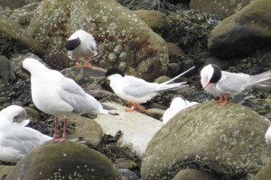 Roseate-Tern-TM-Spanish-Battery
