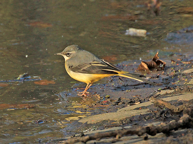Grey-Wagtail-3-PB-01-16-Wallsend-RD-gallery