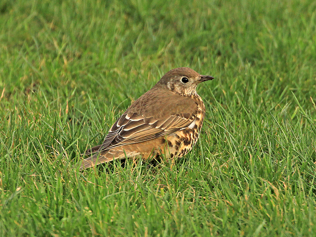 Mistle-Thrush-1-PB-01-16-Wallsend-RD-gallery