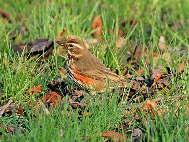 Redwing-1-PB-01-16-Wallsend-Green-gallery