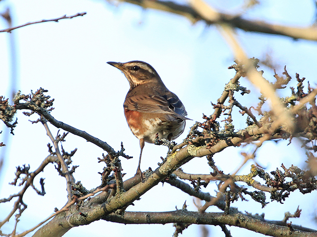 Redwing-3-01-16-Wallsend-Green-gallery