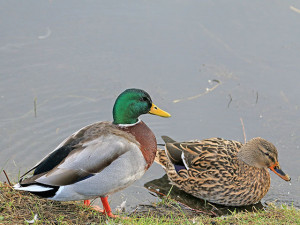 Mallard-3-AB-02-16-Killingworth-gallery-sightings