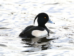 Tufted-Duck-3-AB-02-16-Killingworth-gallery-sightings