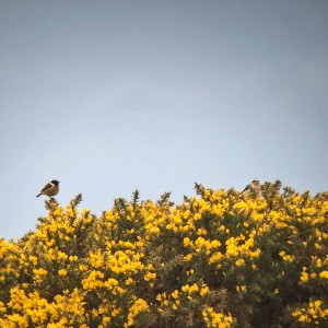 Stonechat-1-Gary-Storey-03-16-Newbiggin-sightings