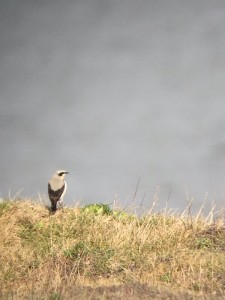 Wheatear-1-Gary-Storey-03-16-Newbiggin-sightings