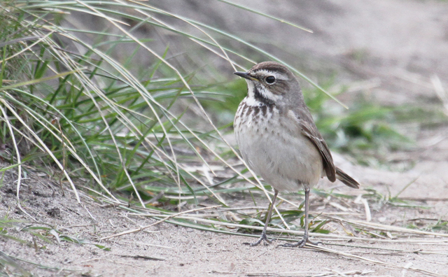 Bluethroat-3-JF-05-16-Holy-Island-sightings