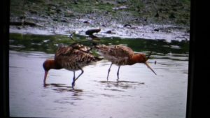 Black-tailed-Godwits-SH-sightings-29-July-16