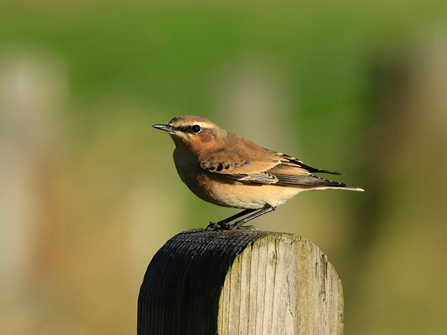 wheatear-tom-cadwallender-sept-16-sightings-aln-estuary