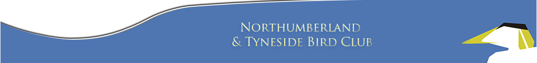 Northumberland & Tyneside Bird Club header image